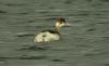 Black-necked Grebe at Paglesham Lagoon (Steve Arlow) (83886 bytes)